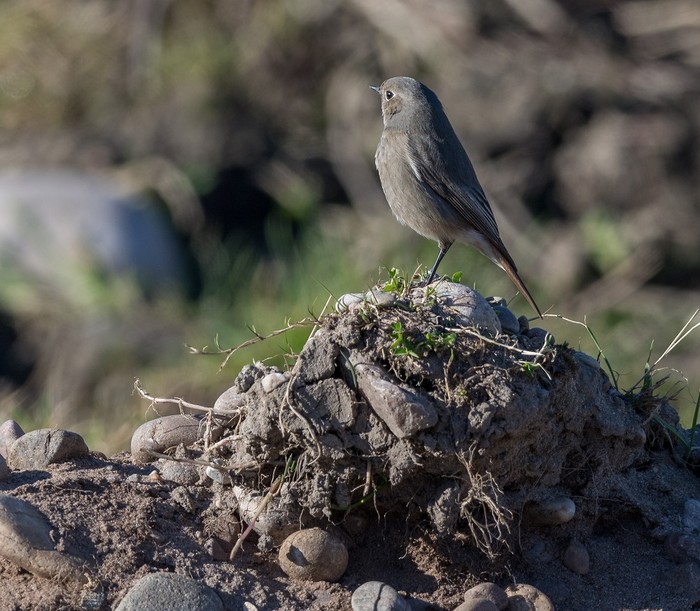 Black Redstart