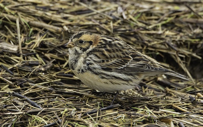 Lapland Bunting