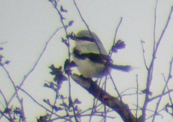 Great Grey Shrike