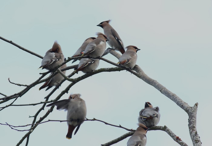 Waxwing