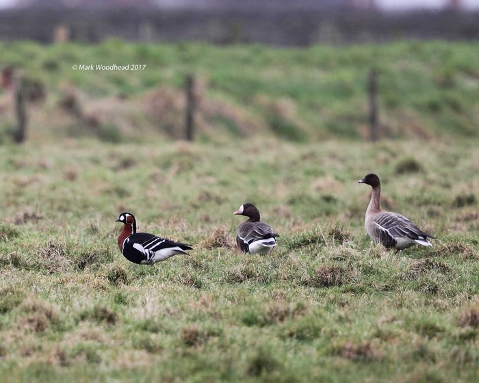 Red-breasted Goose