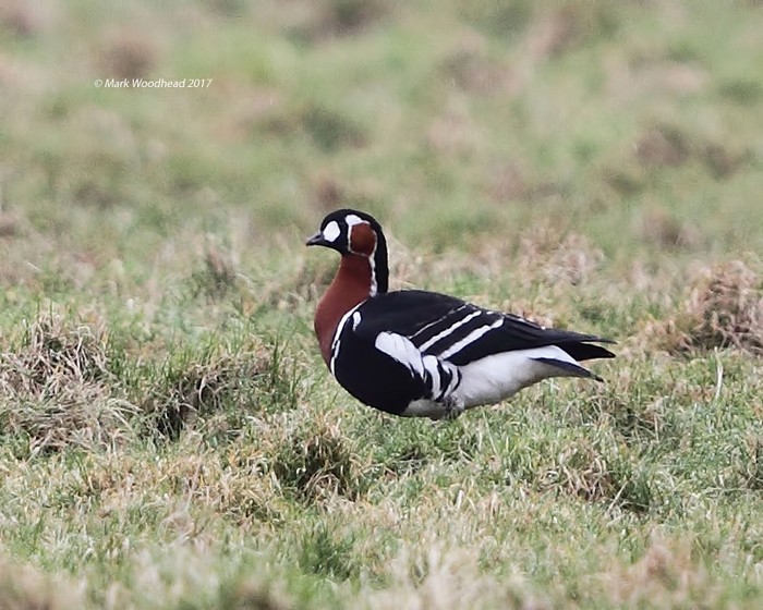 Red-breasted Goose