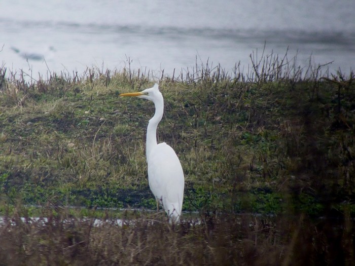 Great White Egret