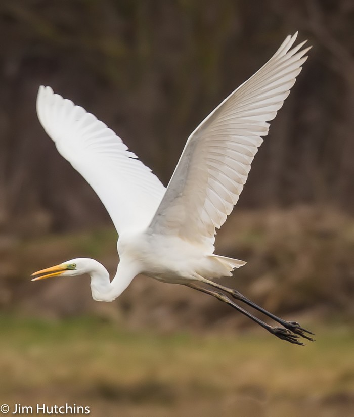 Great White Egret