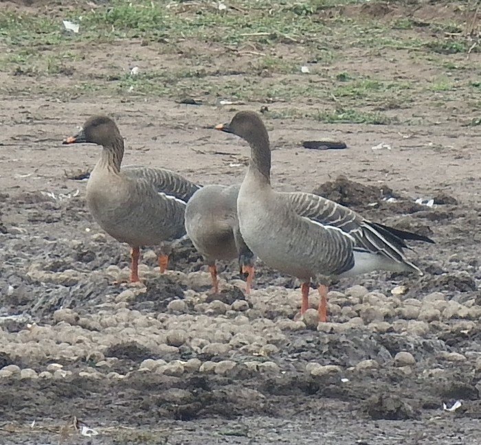 Tundra Bean Goose