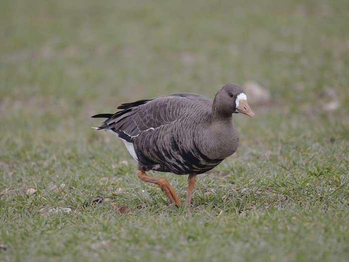 Greenland White-fronted Goose