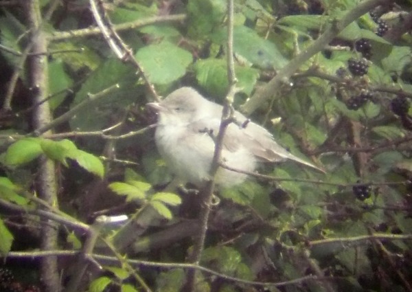 Barred Warbler