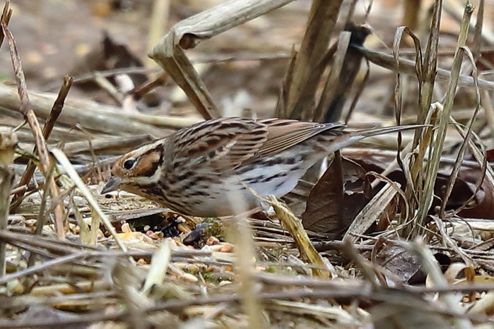 Little Bunting