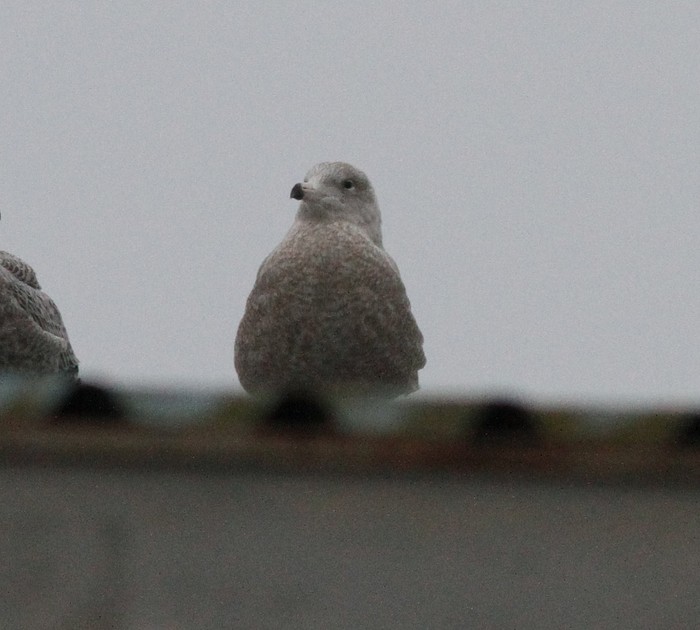 Glaucous Gull