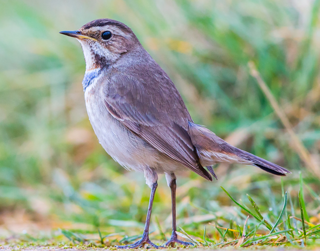 Bluethroat