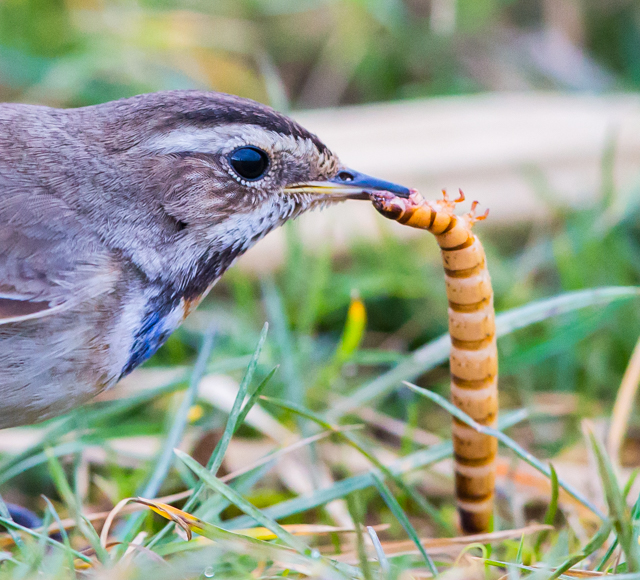 Bluethroat