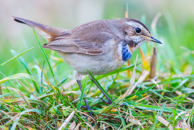 Bluethroat