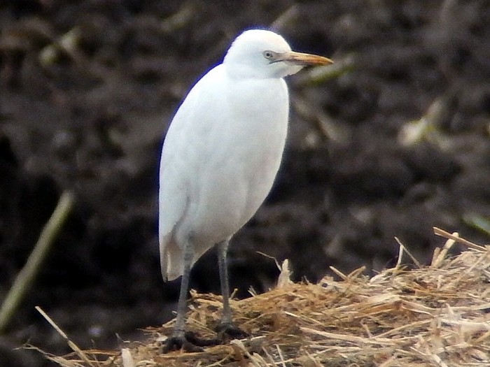 Cattle Egret