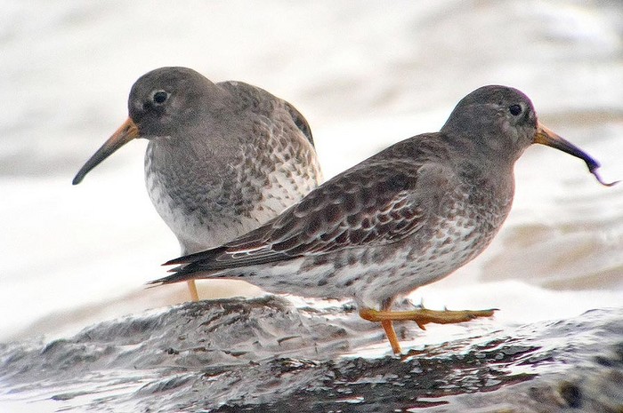 Purple Sandpiper