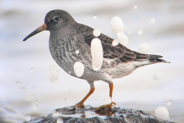 Purple Sandpiper