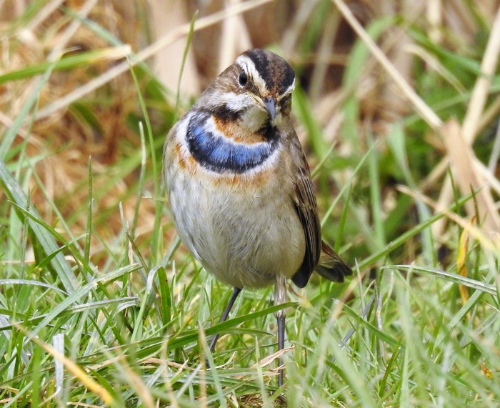 Bluethroat