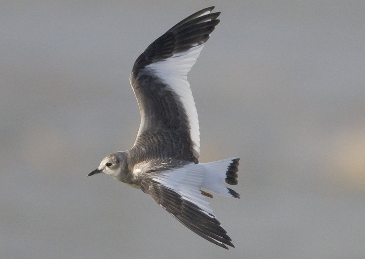 Sabine's Gull