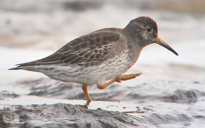 Purple Sandpiper