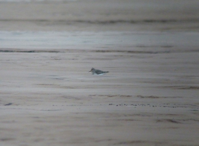 Temminck's Stint