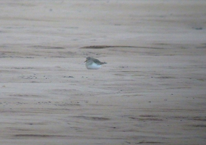 Temminck's Stint