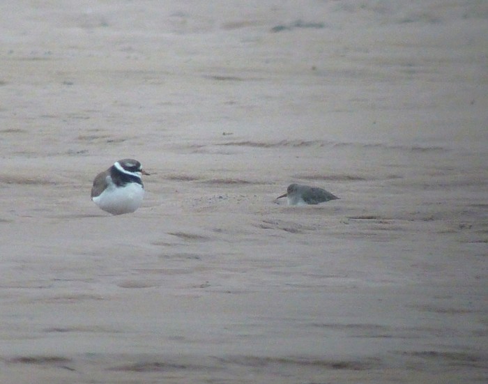 Temminck's Stint