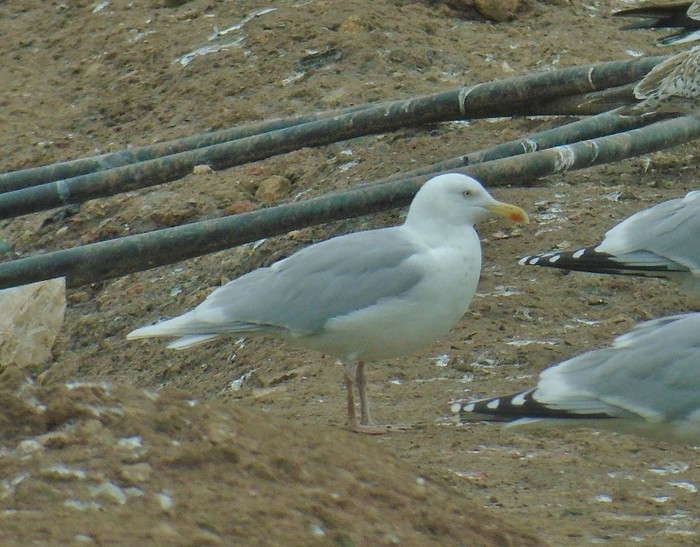 Glaucous Gull