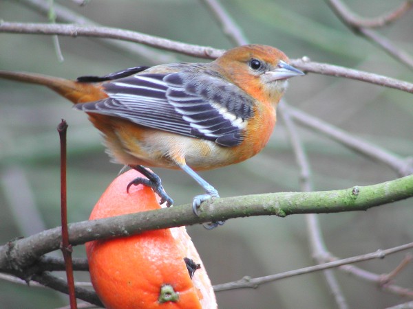 Baltimore Oriole