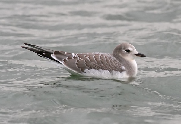 Sabine's Gull