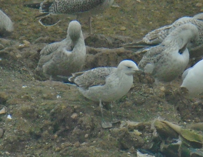 Caspian Gull