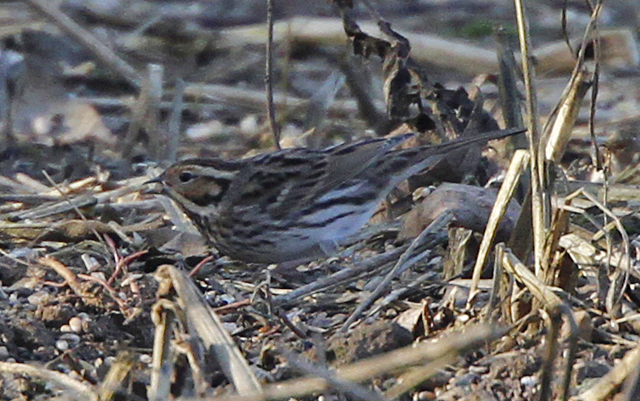 Little Bunting
