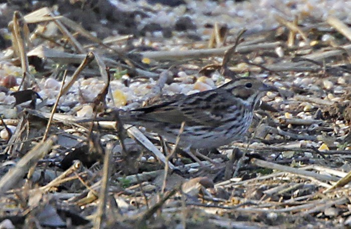 Little Bunting