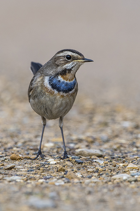 Bluethroat