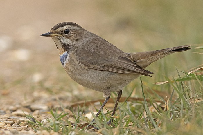 Bluethroat
