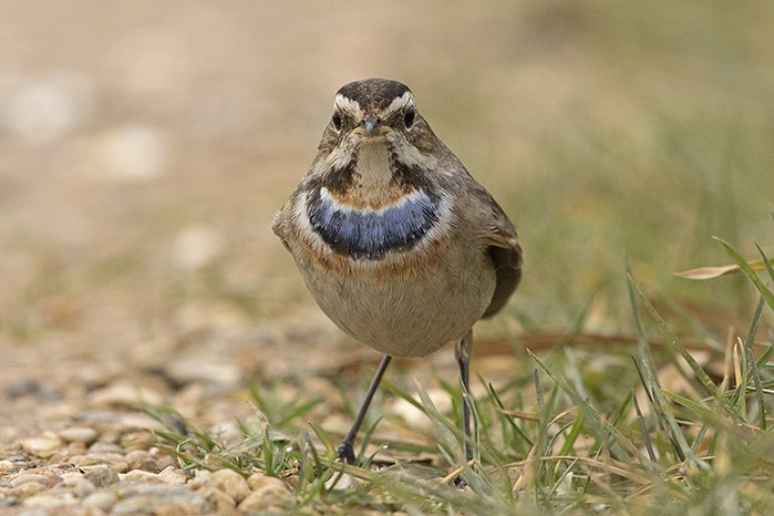 Bluethroat