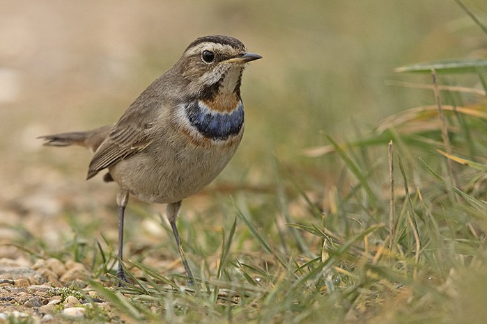 Bluethroat