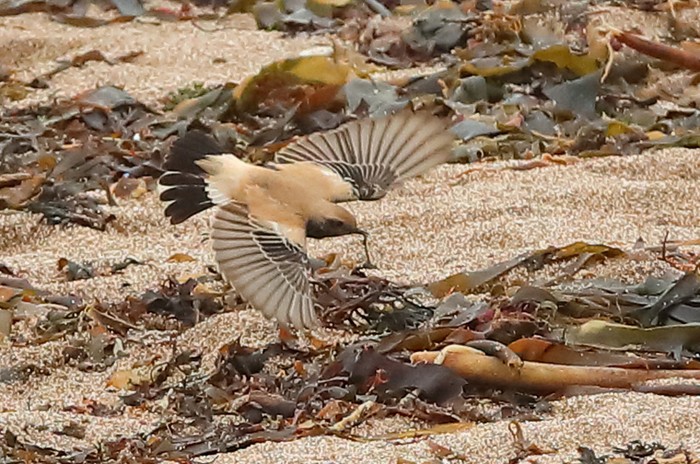 Desert Wheatear