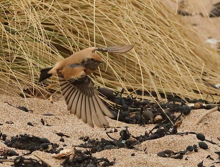 Desert Wheatear