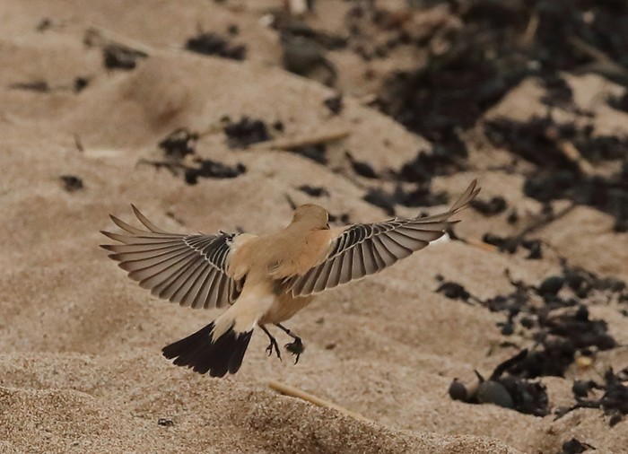 Desert Wheatear