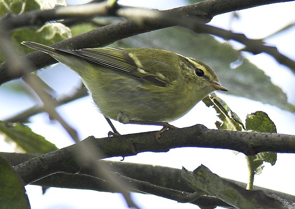 Yellow-browed Warbler