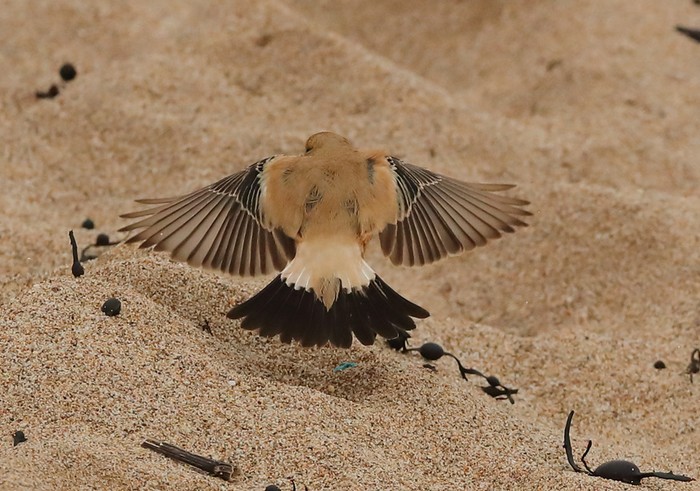Desert Wheatear
