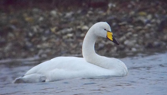Whooper Swan