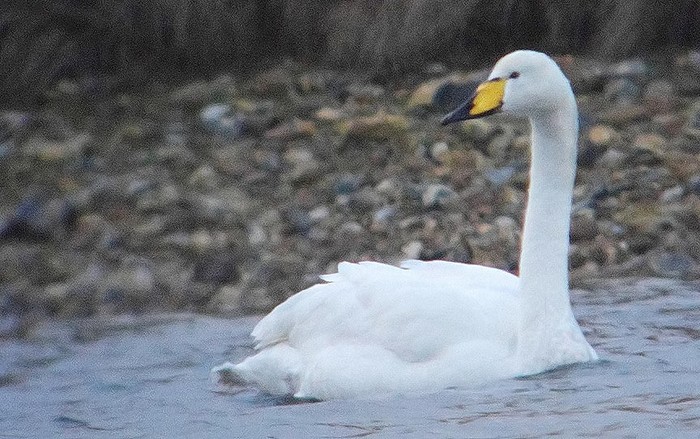 Whooper Swan