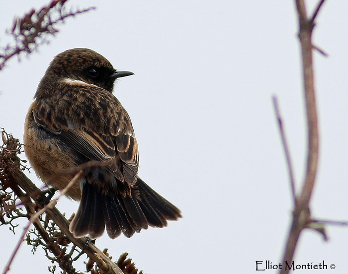 Stonechat