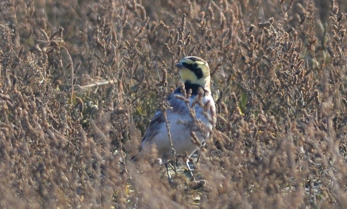 Shorelark