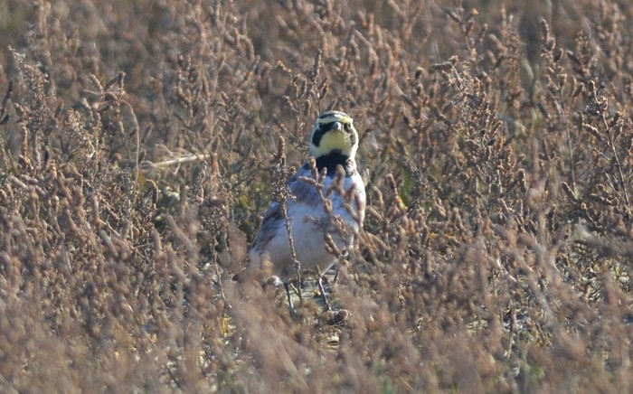 Shorelark