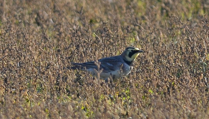 Shorelark
