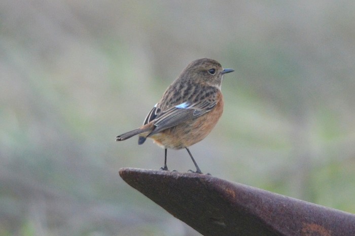 Stonechat