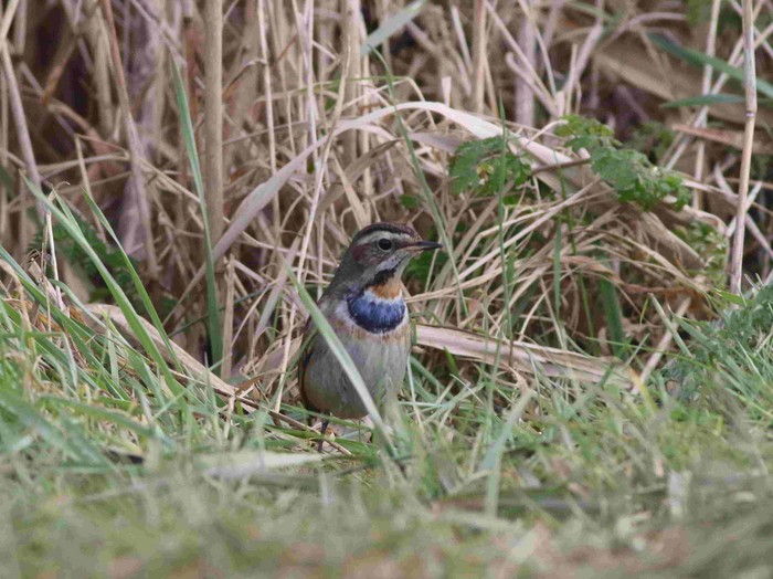 Bluethroat