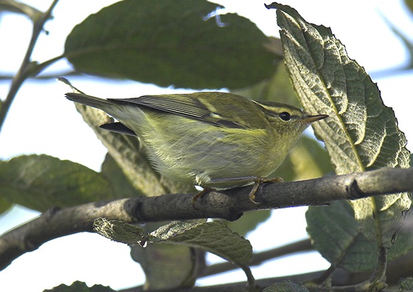 Yellow-browed Warbler