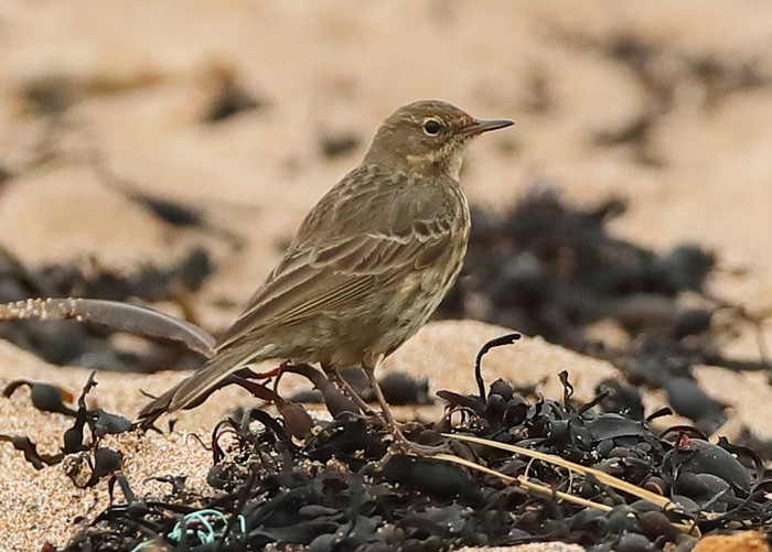Rock Pipit